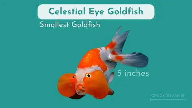 Celestial Eye Goldfish