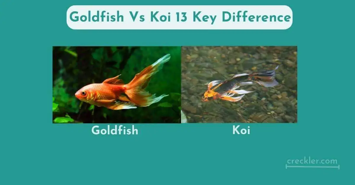 Goldfish Vs Koi