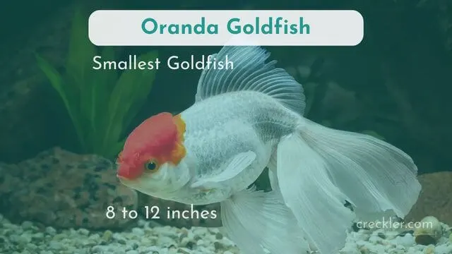 Oranda 