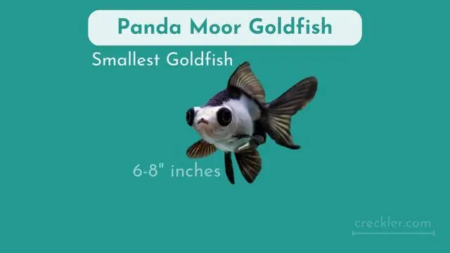  Panda Moor Goldfish