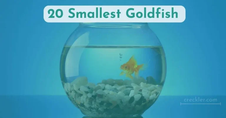 Smallest Goldfish