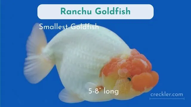 Ranchu Smallest Goldfish