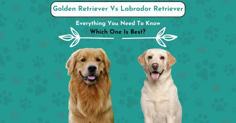 Golden Retriever Vs Labrador Retriever